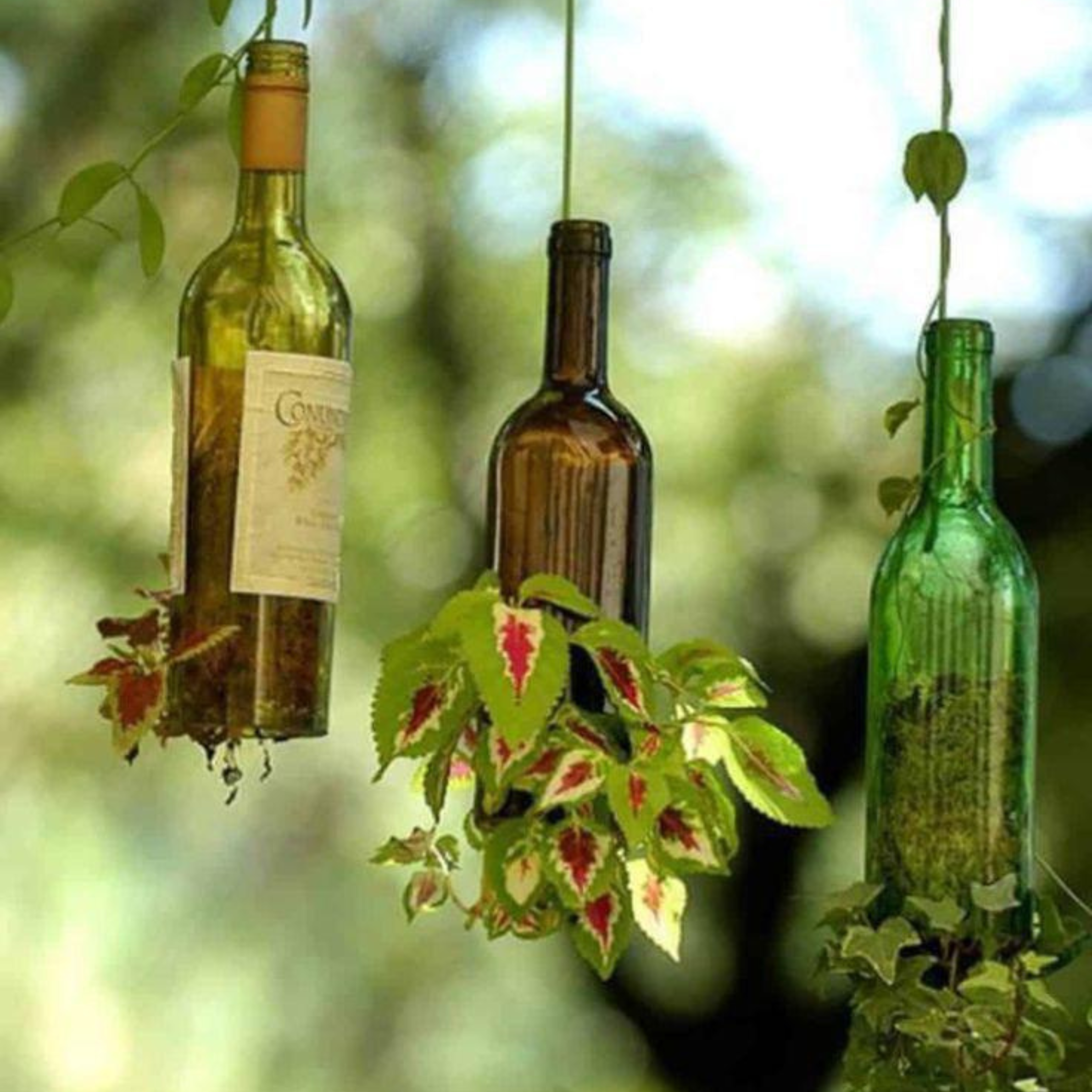 Recycled crafts with plants